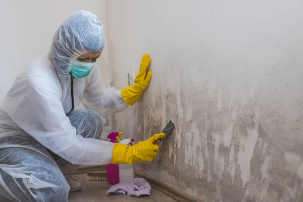 Attic Mold Removal in Rogersville, AL