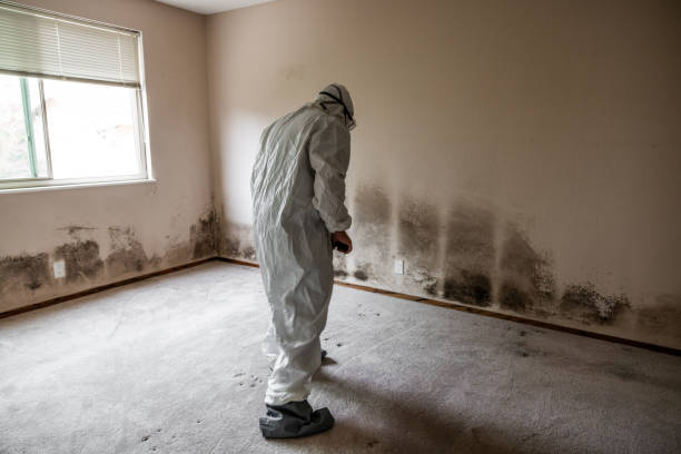 Mold Removal Process in Rogersville, AL